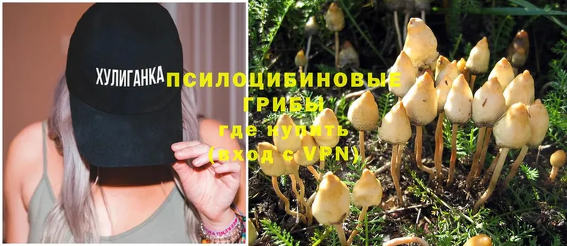 Псилоцибиновые грибы MAGIC MUSHROOMS  где купить наркотик  Мензелинск 